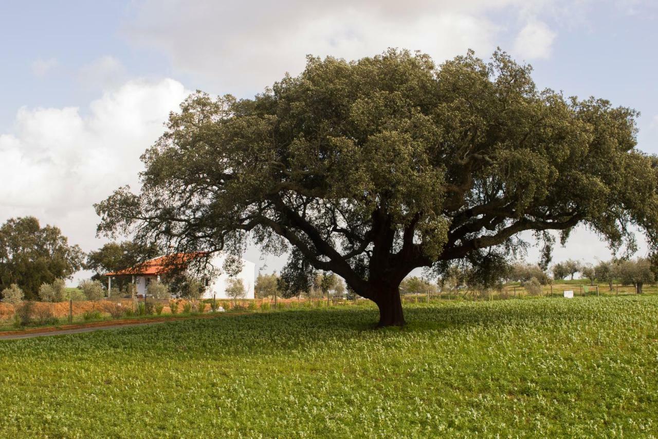 Monte Quinta Verde Ferreira Do Alentejo Bagian luar foto