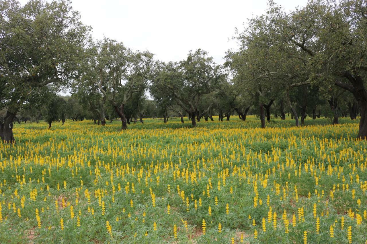 Monte Quinta Verde Ferreira Do Alentejo Bagian luar foto